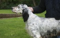 Setter Anglais PENNY DE LA SALMONAIS Setter Anglais PENNY DE LA SALMONAIS